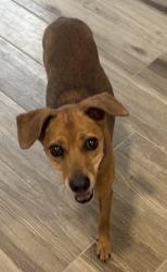 Reunited Female Dog last seen 24th St & Sahuaro Dr, Phoenix, AZ 85028