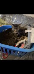 Reunited Female Cat last seen Yolanda Dr, San Antonio, TX 78228, USA, San Antonio, TX 78228