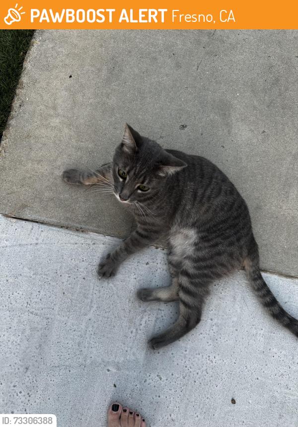 Found/Stray Male Cat last seen Nees and blackstone, Fresno, CA 93711