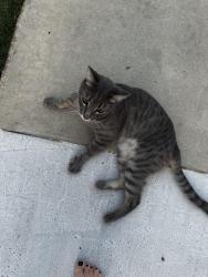 Found/Stray Male Cat last seen Nees and blackstone, Fresno, CA 93711