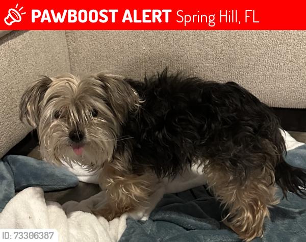 Lost Female Dog last seen Scottville & shafton, Spring Hill, FL 34609