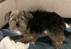 Lost Female Dog last seen Scottville & shafton, Spring Hill, FL 34609