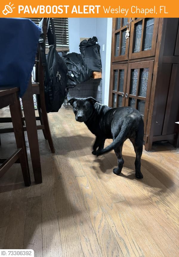 Found/Stray Female Dog last seen Quail hollow blvd, Wesley Chapel, FL 33544