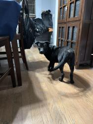Found/Stray Female Dog last seen Quail hollow blvd, Wesley Chapel, FL 33544