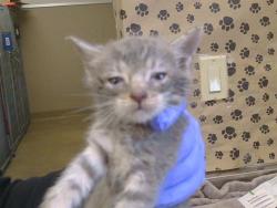 Shelter Stray Female Cat last seen KOST RD/SARGENT AVE, 95632, 3839 Bradshaw Rd, Sacramento, CA 95827, USA