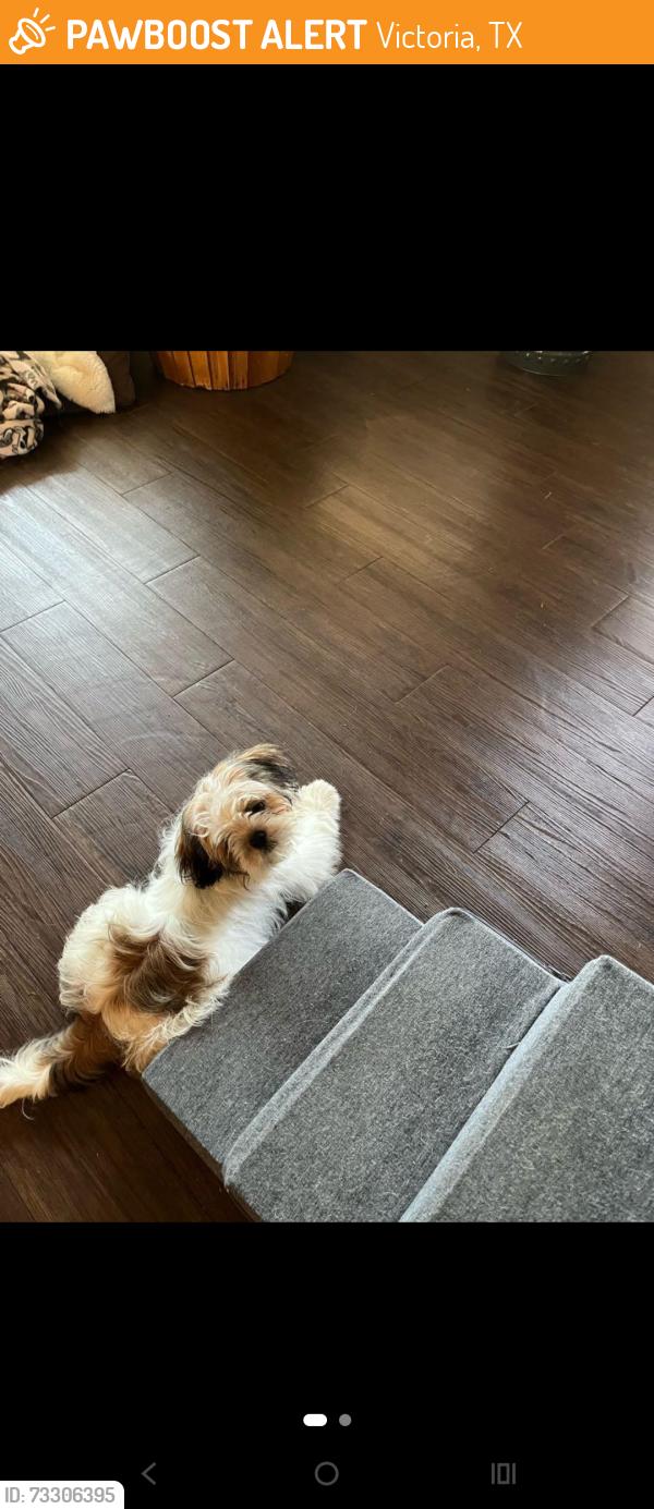 Rehomed Unknown Dog last seen Unknown, Victoria, TX 77901