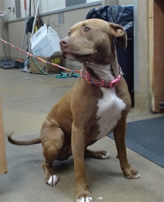 Shelter Stray Female Dog last seen BRADSHAW RD/KIEFER BLVD, 95827, 3839 Bradshaw Rd, Sacramento, CA 95827, USA