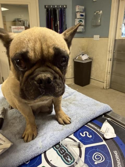 Shelter Stray Female Dog last seen RUTILE/VAN BUREN, RIVERSIDE, CA 92509, 6851 Van Buren Boulevard, Jurupa Valley, CA 92509, USA