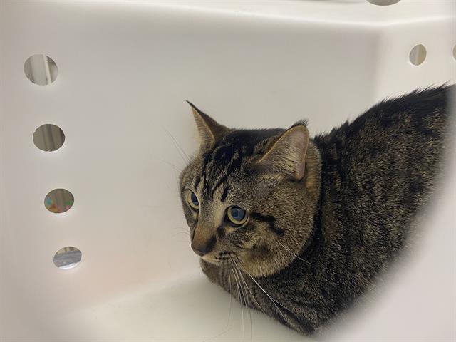 Shelter Stray Male Cat last seen 124/CAPITOL, 3839 W Burnham St, West Milwaukee, WI 53215, USA