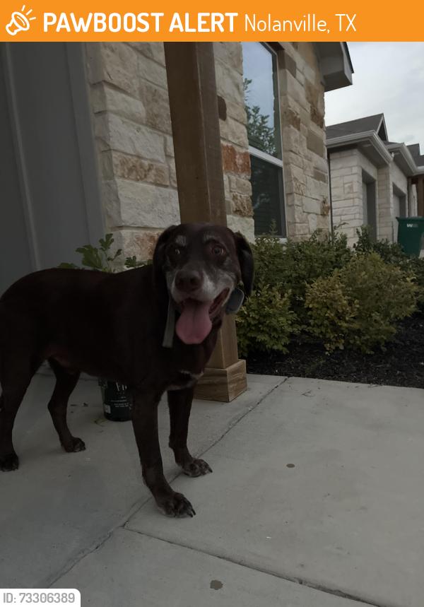 Found/Stray Male Dog last seen North Main Street and USPS, Nolanville, TX 76559