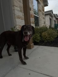 Found/Stray Male Dog last seen North Main Street and USPS, Nolanville, TX 76559