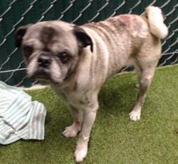 Shelter Stray Male Dog last seen , 11258 Garfield Ave, Downey, CA 90242, USA