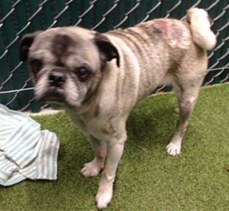 Shelter Stray Male Dog last seen , 11258 Garfield Ave, Downey, CA 90242, USA