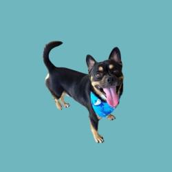 Shelter Stray Male Dog last seen Near BLOCK RICHARDS AVE, BAKERSFIELD CA 93307, 3951 Fruitvale Ave, Bakersfield, CA 93308, USA