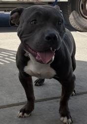 Shelter Stray Male Dog last seen Near BLOCK BLOMQUIST DR, BAKERSFIELD CA 93309, 3951 Fruitvale Ave, Bakersfield, CA 93308, USA