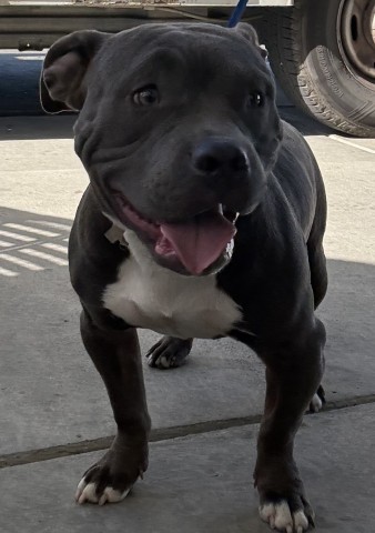 Shelter Stray Male Dog last seen Near BLOCK BLOMQUIST DR, BAKERSFIELD CA 93309, 3951 Fruitvale Ave, Bakersfield, CA 93308, USA