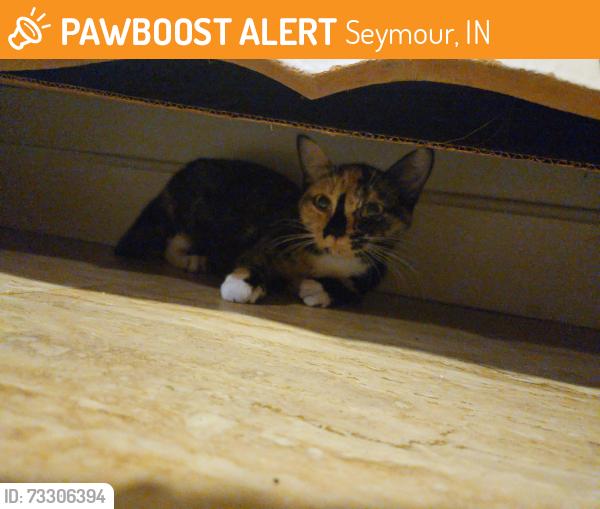 Found/Stray Female Cat last seen Circle K on hwy 50, Seymour, IN 47274