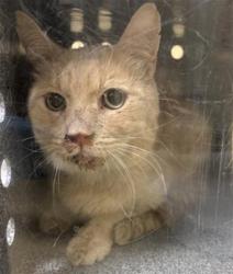 Shelter Stray Male Cat last seen BILSTED WAY & NATOMAS CROSSING DR, 2127 Front St, Sacramento, CA 95818, USA