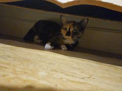 Found/Stray Female Cat last seen Circle K on hwy 50, Seymour, IN 47274
