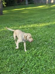 Lost Female Dog last seen Dupont Church, Dupont, IN 47231