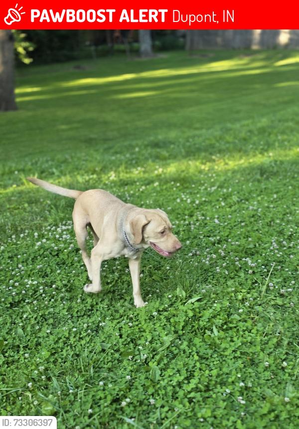 Lost Female Dog last seen Dupont Church, Dupont, IN 47231