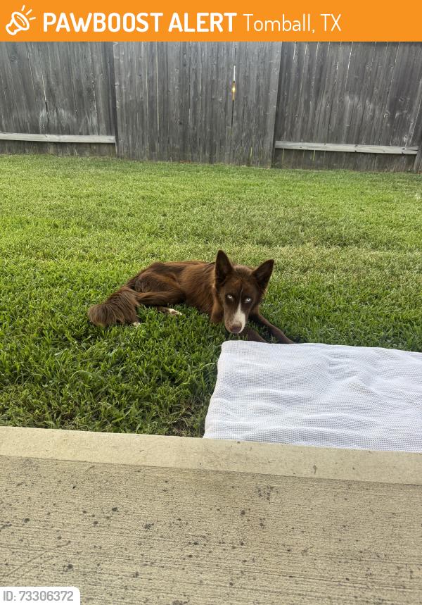 Found/Stray Male Dog last seen Hufsmith Kuykendahl Rd & Deep Meadow Dr, Tomball, TX 77375