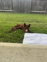 Found/Stray Male Dog last seen Hufsmith Kuykendahl Rd & Deep Meadow Dr, Tomball, TX 77375