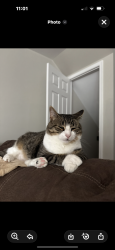 Lost Male Cat last seen Mary Ann drive, alburtis pa., Alburtis, PA 18011