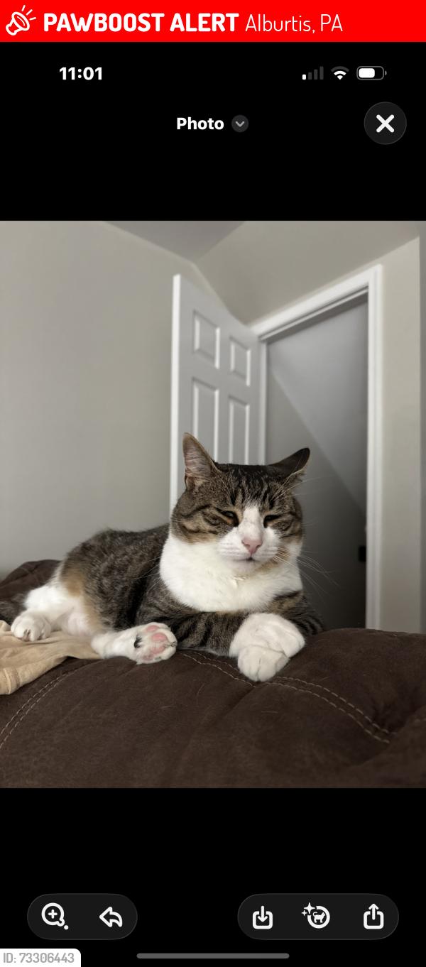 Lost Male Cat last seen Mary Ann drive, alburtis pa., Alburtis, PA 18011