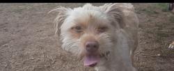 Lost Male Dog last seen Empire ave and valpreda st, Burbank, CA 91504