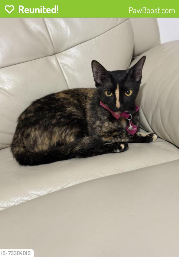 Reunited Female Cat last seen 138th ave and 9th street, Miami, FL 33184