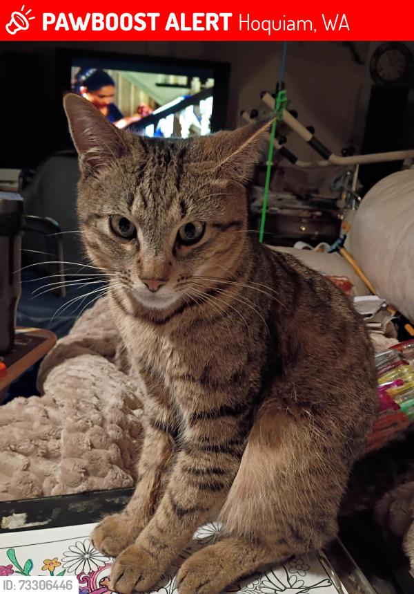 Lost Male Cat last seen Riverside, Hoquiam, WA 98550