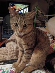 Lost Male Cat last seen Riverside, Hoquiam, WA 98550
