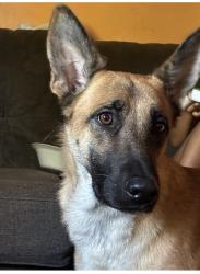 Lost Female Dog last seen Carlton st, San Bernardino, CA 92405