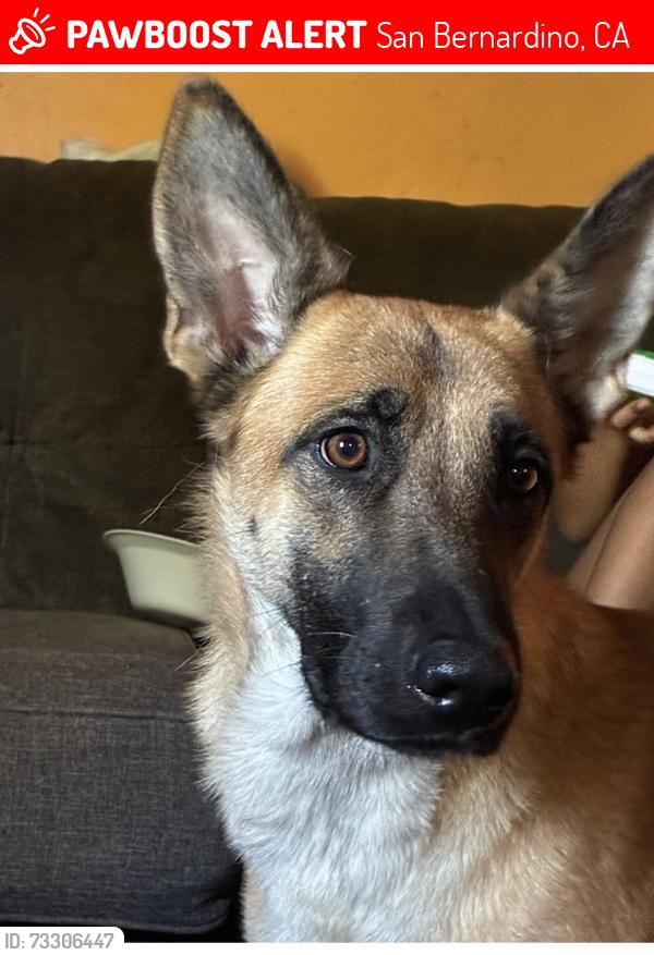 Lost Female Dog last seen Carlton st, San Bernardino, CA 92405