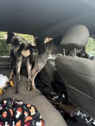 Reunited Male Dog last seen Hurst Rd and McDaniel Mill Rd, Conyers, GA 30013