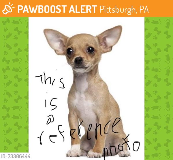 Found/Stray Unknown Dog last seen Norsis Drive, Pittsburgh, PA 15220