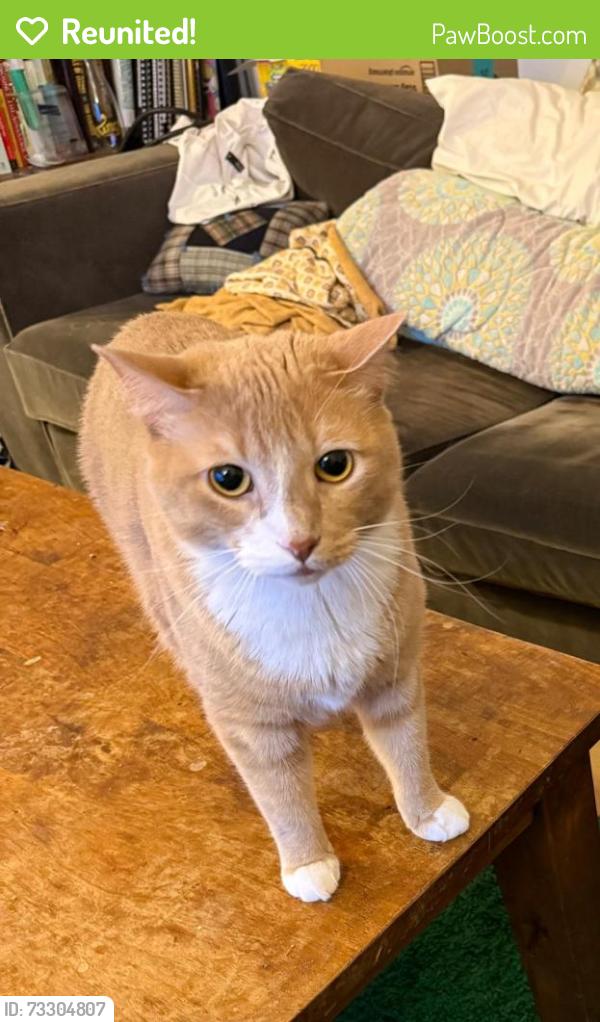 Reunited Male Cat last seen Hancock Ave between Bowers and Griffith, Jersey City, NJ 07307