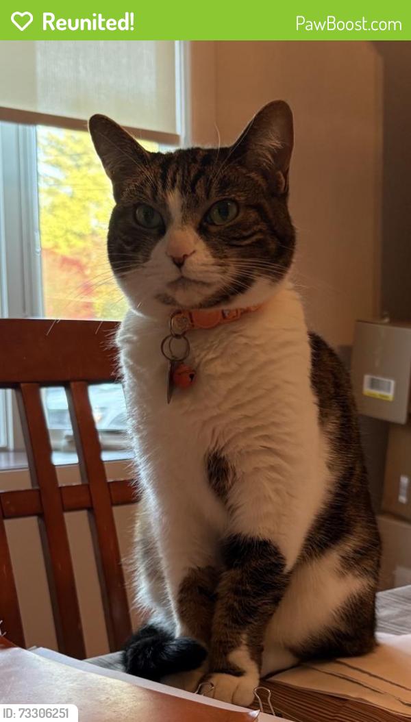 Reunited Female Cat last seen Barberry Road and Saddle Ridge Road, Yorktown Heights, NY 10598