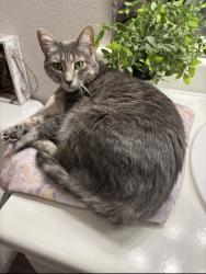 Lost Female Cat last seen Preston Highlands, Frisco, TX 75033