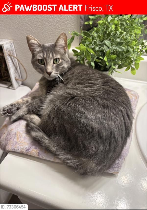 Lost Female Cat last seen Preston Highlands, Frisco, TX 75033