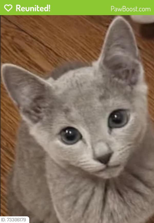 Reunited Male Cat last seen Division & Euclid, Oak Park, IL 60302