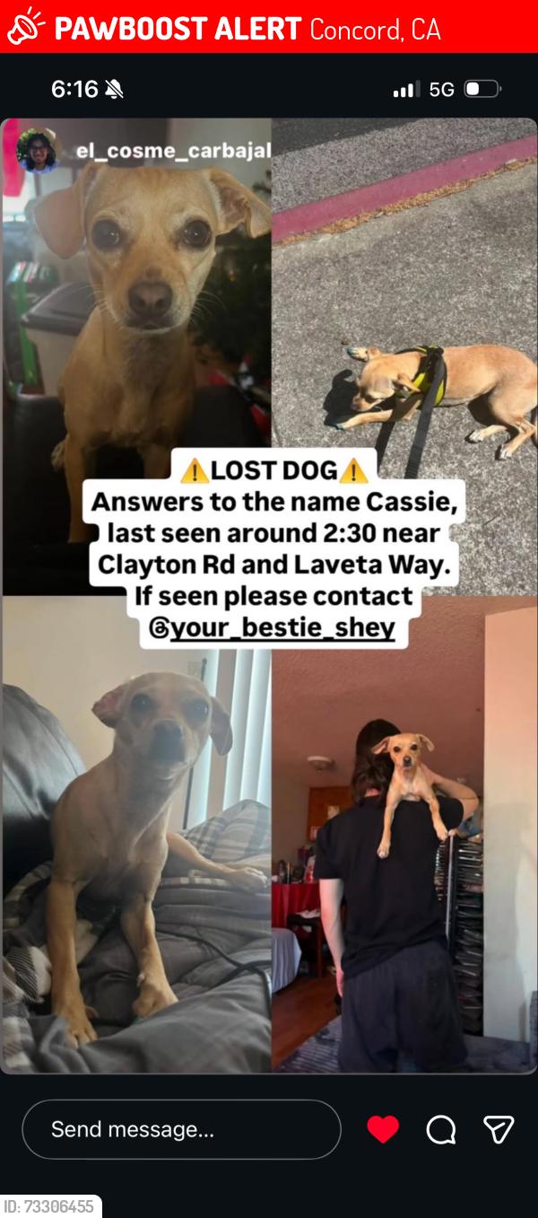 Lost Female Dog last seen Clayton, Concord, CA 94521