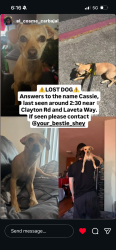 Lost Female Dog last seen Clayton, Concord, CA 94521