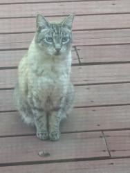 Found/Stray Unknown Cat last seen Horn Ln, Eugene, OR 97404
