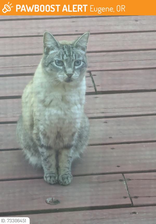 Found/Stray Unknown Cat last seen Horn Ln, Eugene, OR 97404