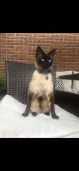 Lost Male Cat last seen Near Formosa Dr, Brandon, MS 39047