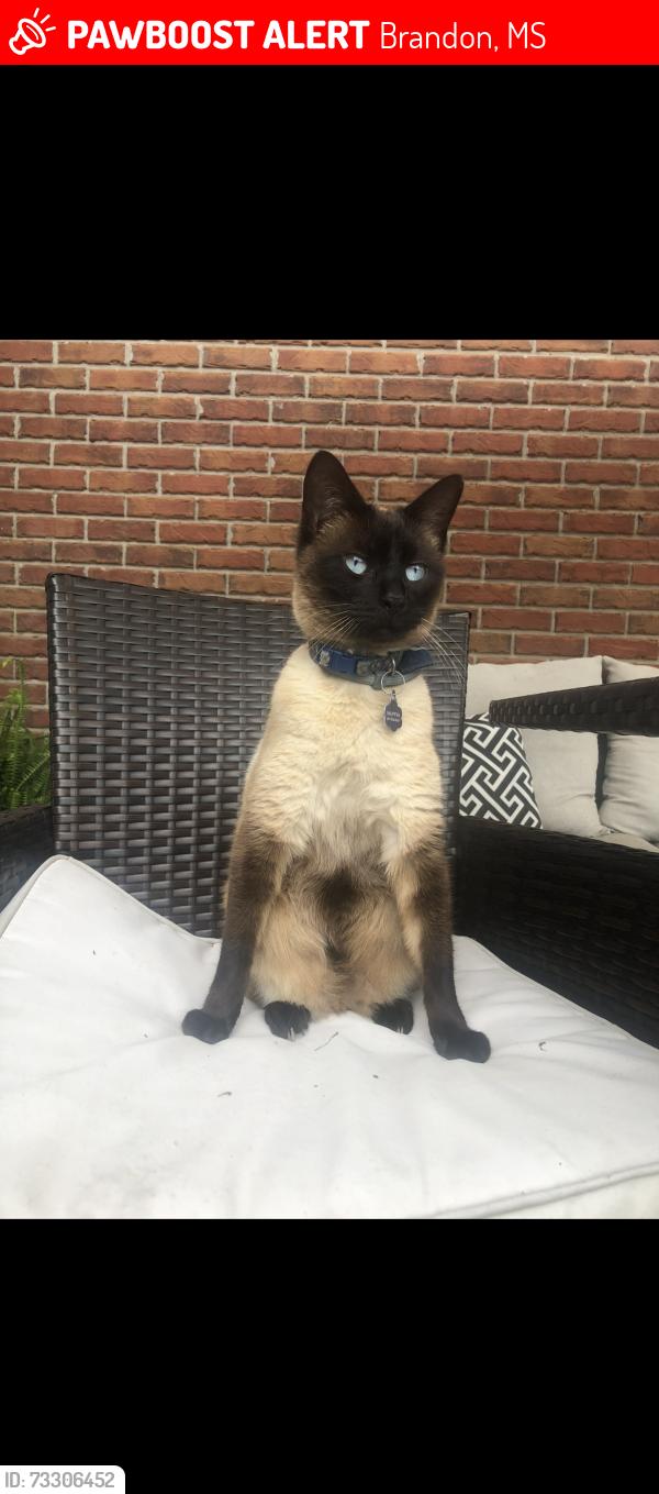 Lost Male Cat last seen Near Formosa Dr, Brandon, MS 39047