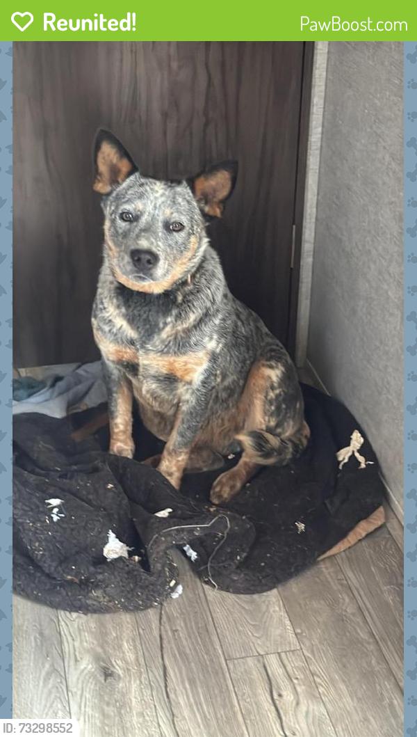 Reunited Female Dog last seen Brown rd starr, Starr, SC 29684