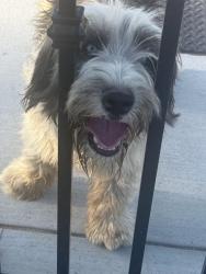 Found/Stray Unknown Dog last seen E ave Q-12 Littlerock CA, Sun Village, CA 93543
